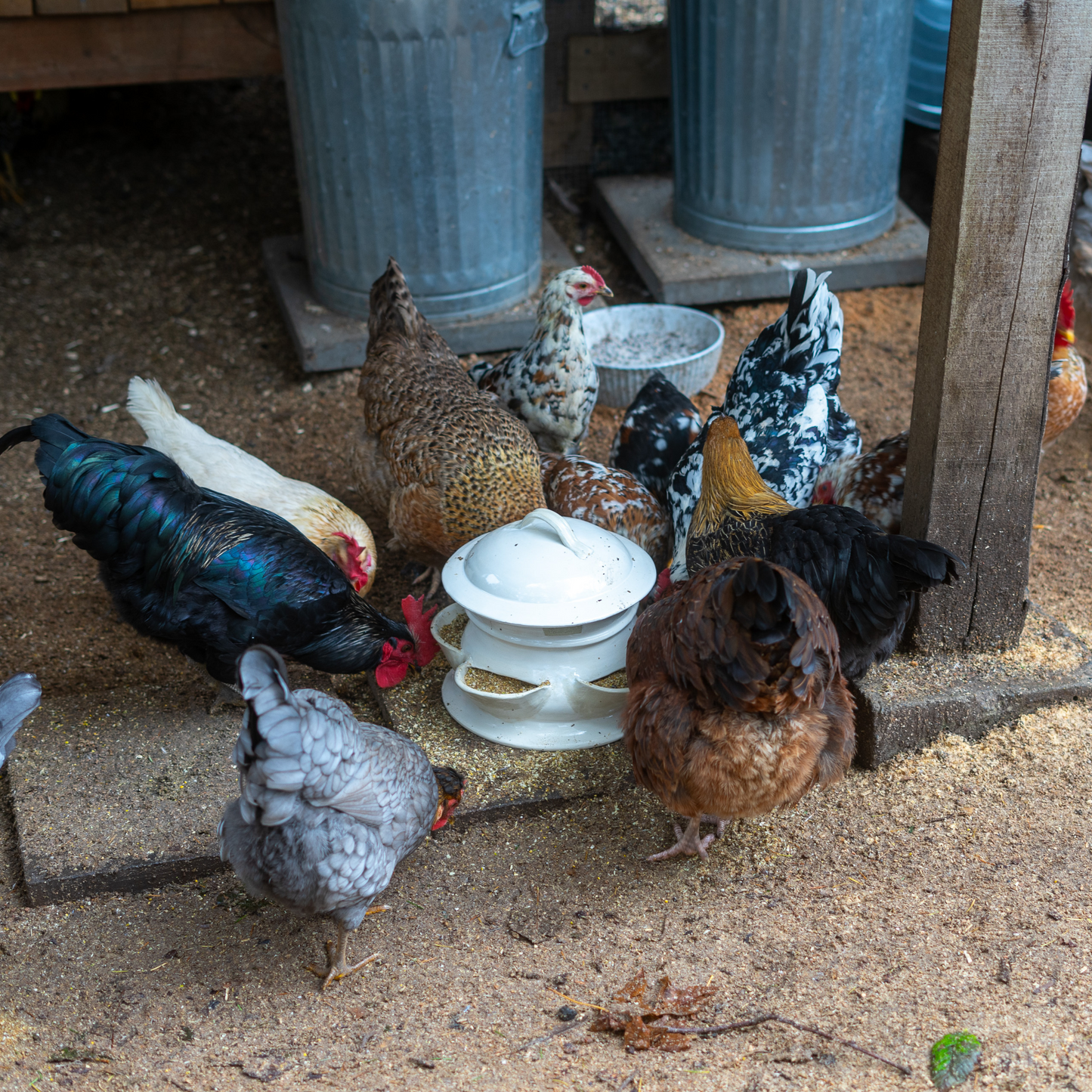 HOMESTEAD HANDMADE CERAMIC CHICKEN FEEDER